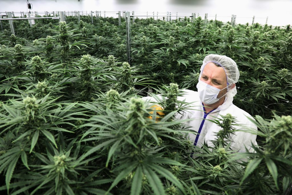温哥华创业|揭秘如何在BC省如何开设一家年入百万的大麻店