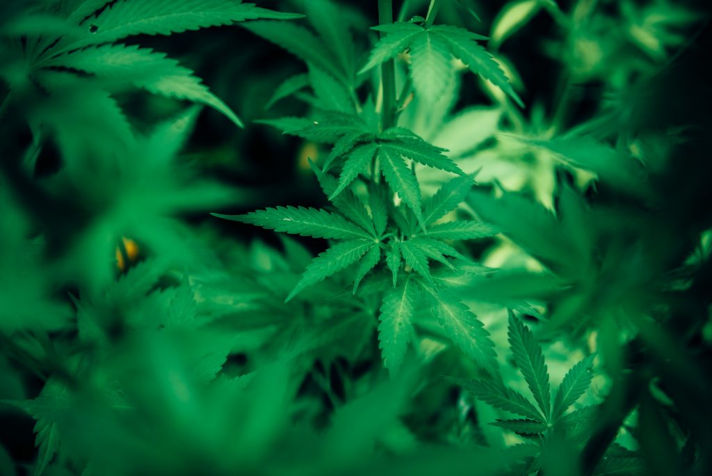 温哥华创业|揭秘如何在BC省如何开设一家年入百万的大麻店